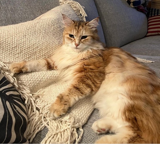 Sibirisk katt Quine